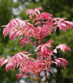 Kitajski česenovec - Toona sinensis - semena česenovca - 7 kosov
