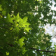 Ambroň západní - Liquidambar formosana - semena ambroně - 10 ks