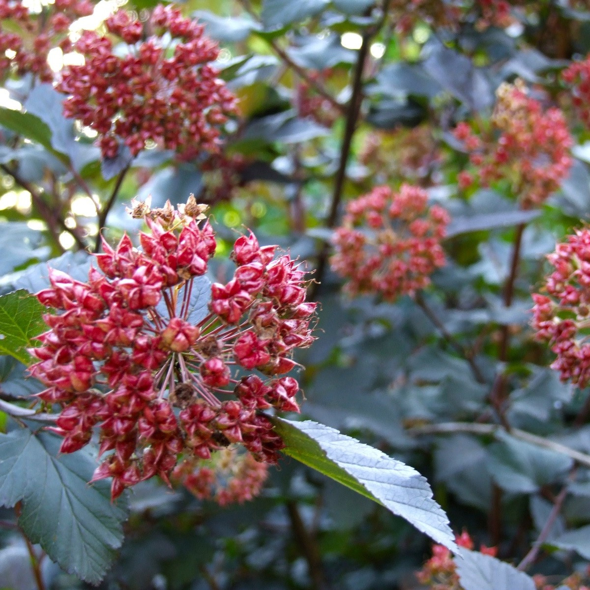 Tavola kalinolistá - Physocarpus opulifolius - semena tavoly - 8 ks