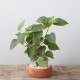 Fíkovník posvátný - Ficus religiosa - semena fíkovníku - 5 ks