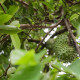 Anona ostnitá - Graviola - Annona muricata - semena anony - 4 ks