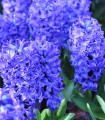 Hijacinta polnokvetna Crystal Palace - Hyacinthus L. - čebulice - 1 kos