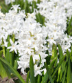 Hijacinta White Pearl - Hyacinthus orientalis - čebulica hijacinte - 1 kos