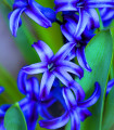 Hijacint Delft Blue - Hyacinthus orientalis - čebulica hijacinta - 1 kos