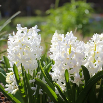 Hyacint Carnegie - Hyacinthus L. - cibule hyacintu - 1 ks