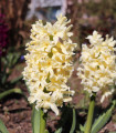 Hijacint Gipsy Princess - Hyacinthus L. - čebulica hijacinta - 1 kos