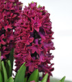 Hijacint Woodstock - Hyacinthus - čebulica hijacinta - 1 kos