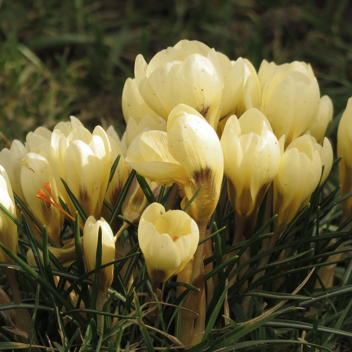 Krokus Cream beauty - Crocus - hlízy krokusu - 3 ks