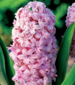 Polnocvetni hijacint Prince of Love – Hyacinthus – čebulica hijacinta – 1 kos