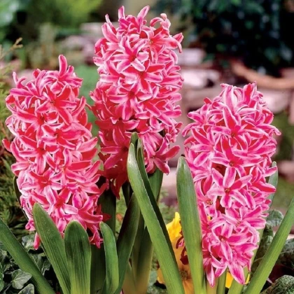 Hyacint Eros - Hyacinthus - cibule hyacintu - 1 ks