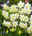 Narcisa Pueblo - Narcissus - čebulice narcise - 3 kosi