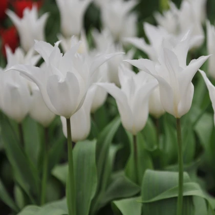 Tulipán Tres Chic - Tulipa - cibuloviny - 3 ks
