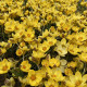 Krokus Gipsy Girl - Crocus chrysanthus - hlízy krokusu - 3 ks