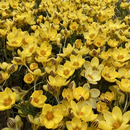 Krokus Gipsy Girl - Crocus chrysanthus - hlízy krokusu - 3 ks