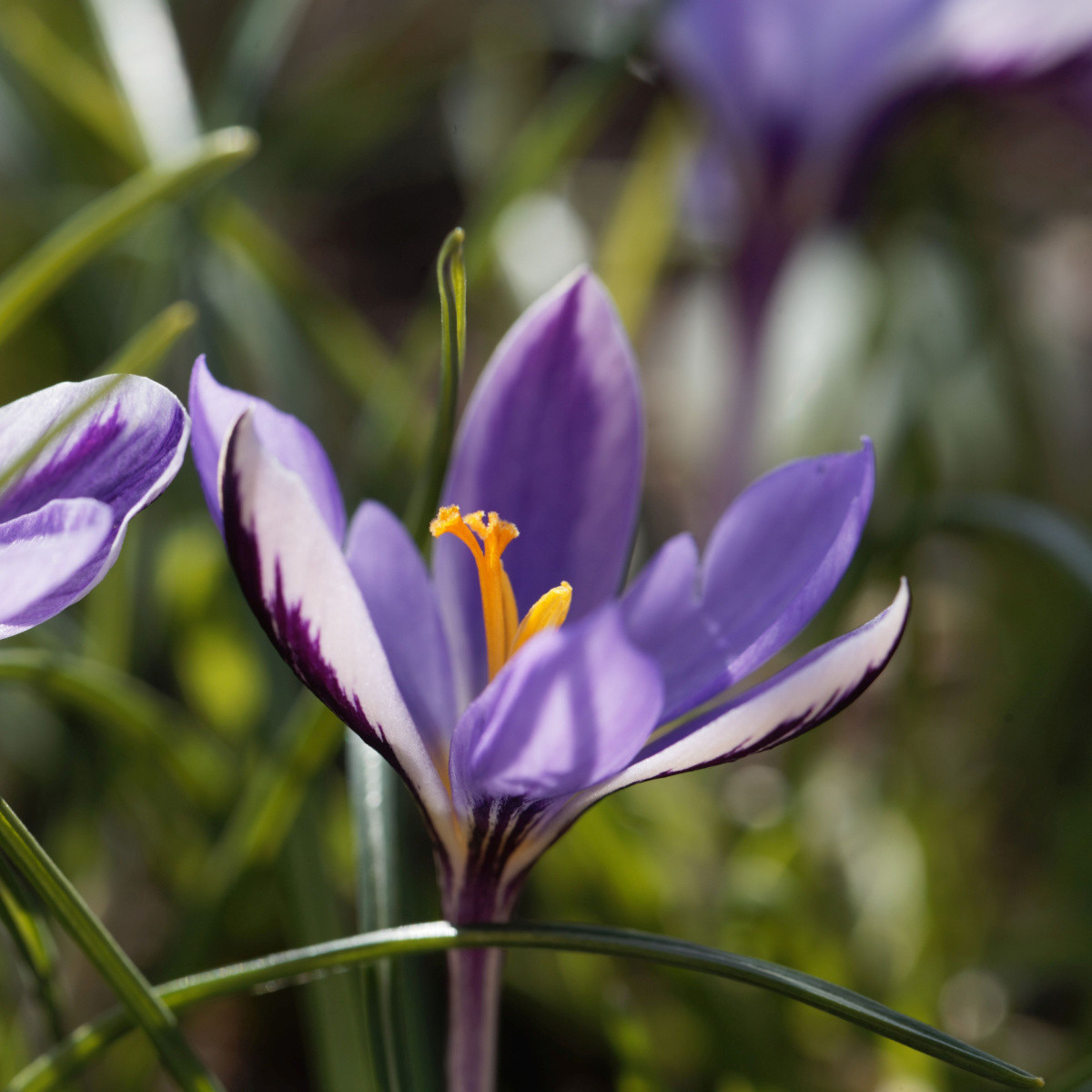 Krokus Spring Beauty - Crocus minimus - hlízy krokusu - 3 ks