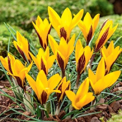 Krokus širokolistý - Crocus angustifolius - hlízy krokusu - 3 ks