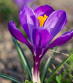 Krokus Flower Record - Crocus vernus - čebulice krokusa - 3 kosi