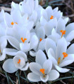 Krokus Jeanne d Arc - Crocus vernus - čebulice krokusa - 3 kosi