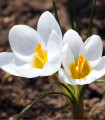 Krokus Miss Vain - Crocus biflorus - čebulice krokusa - 3 kosi