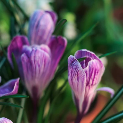 Krokus Pickwick - Crocus vernus - hlízy krokusu - 3 ks