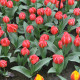 Tulipan Friendly Fire – Tulipa greigii – čebulice tulipana – 3 kos – zaključeno