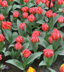 Tulipan Friendly Fire – Tulipa greigii – čebulice tulipana – 3 kos – zaključeno