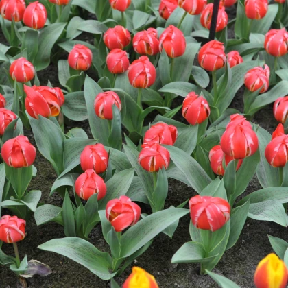 Tulipan Friendly Fire – Tulipa greigii – čebulice tulipana – 3 kos – zaključeno