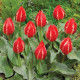 Tulipan Friendly Fire – Tulipa greigii – čebulice tulipana – 3 kos – zaključeno