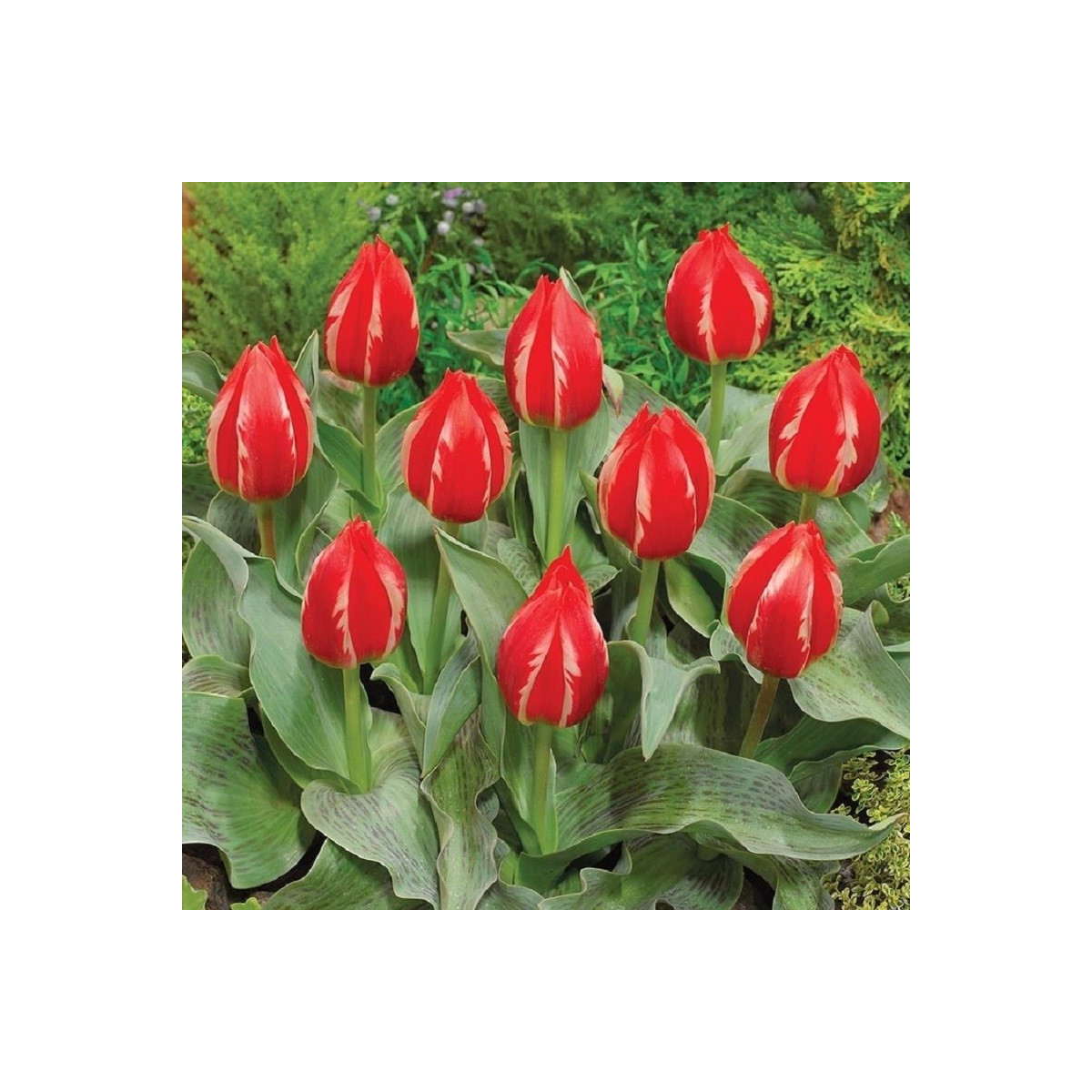 Tulipan Friendly Fire – Tulipa greigii – čebulice tulipana – 3 kos – zaključeno
