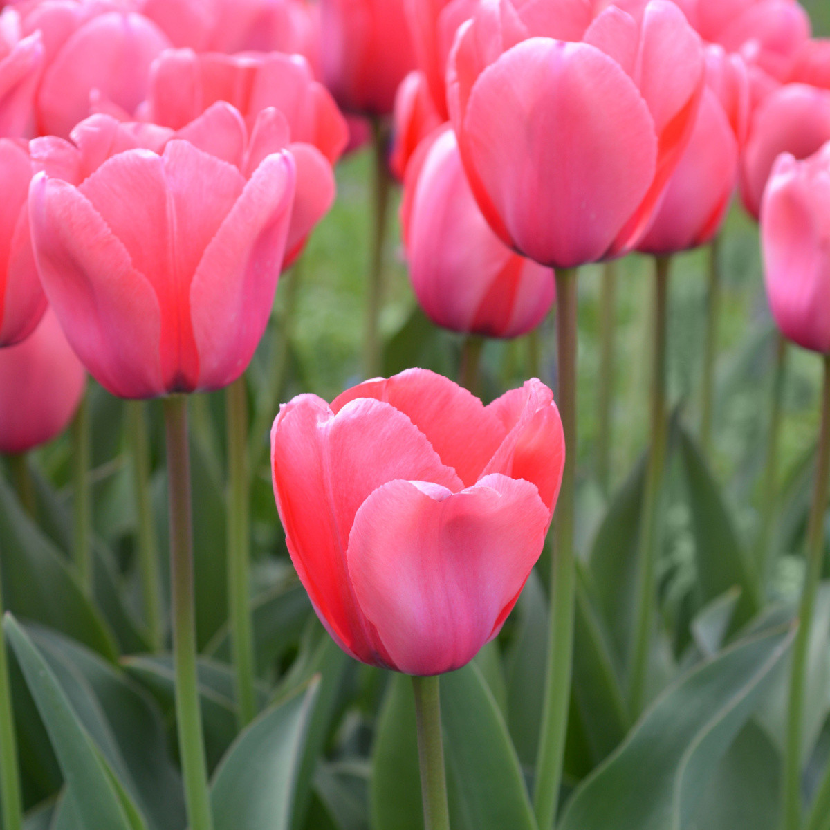 Tulipán Pink Impression - Tulipa - cibule tulipánu - 3 ks