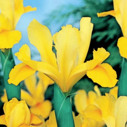 Kosatec holandský Golden Harvest - Iris hollandica - cibulky kosatce - 3 ks