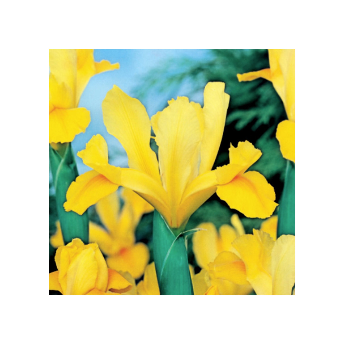 Kosatec holandský Golden Harvest - Iris hollandica - cibulky kosatce - 3 ks