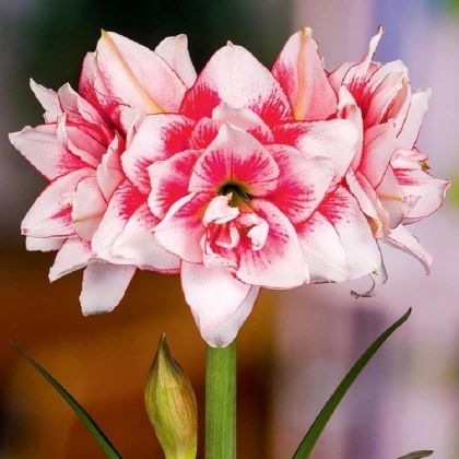 Hvězdník plnokvětý Elvas - Hippeastrum - cibule hvězdníku - 1 ks