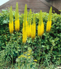 Eremurus Moneymaker – gomolji eremurusa – 1 kos – zaključeno