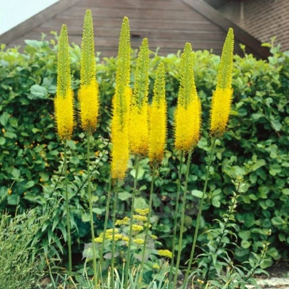 Eremurus Moneymaker – gomolji eremurusa – 1 kos – zaključeno