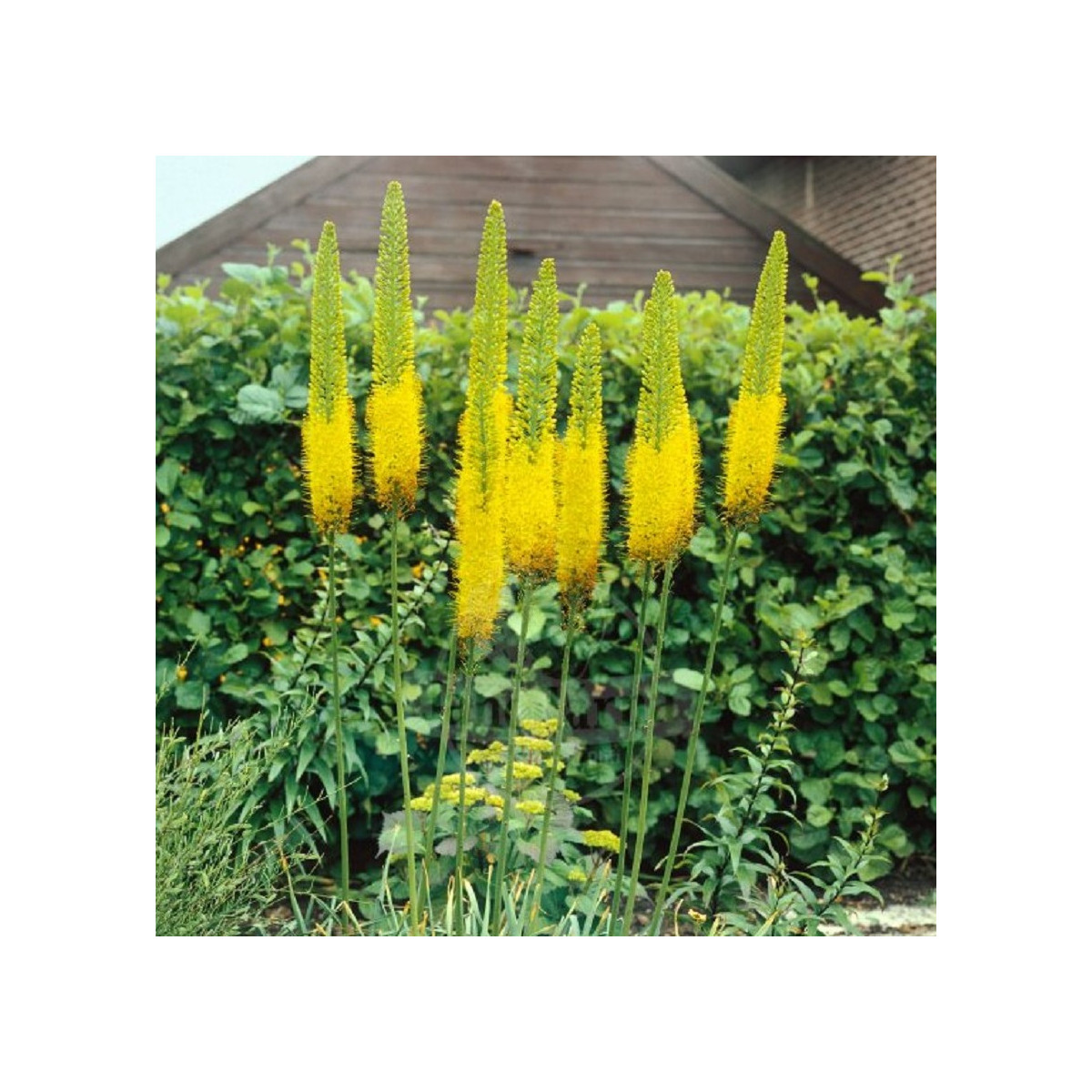 Eremurus Moneymaker – gomolji eremurusa – 1 kos – zaključeno