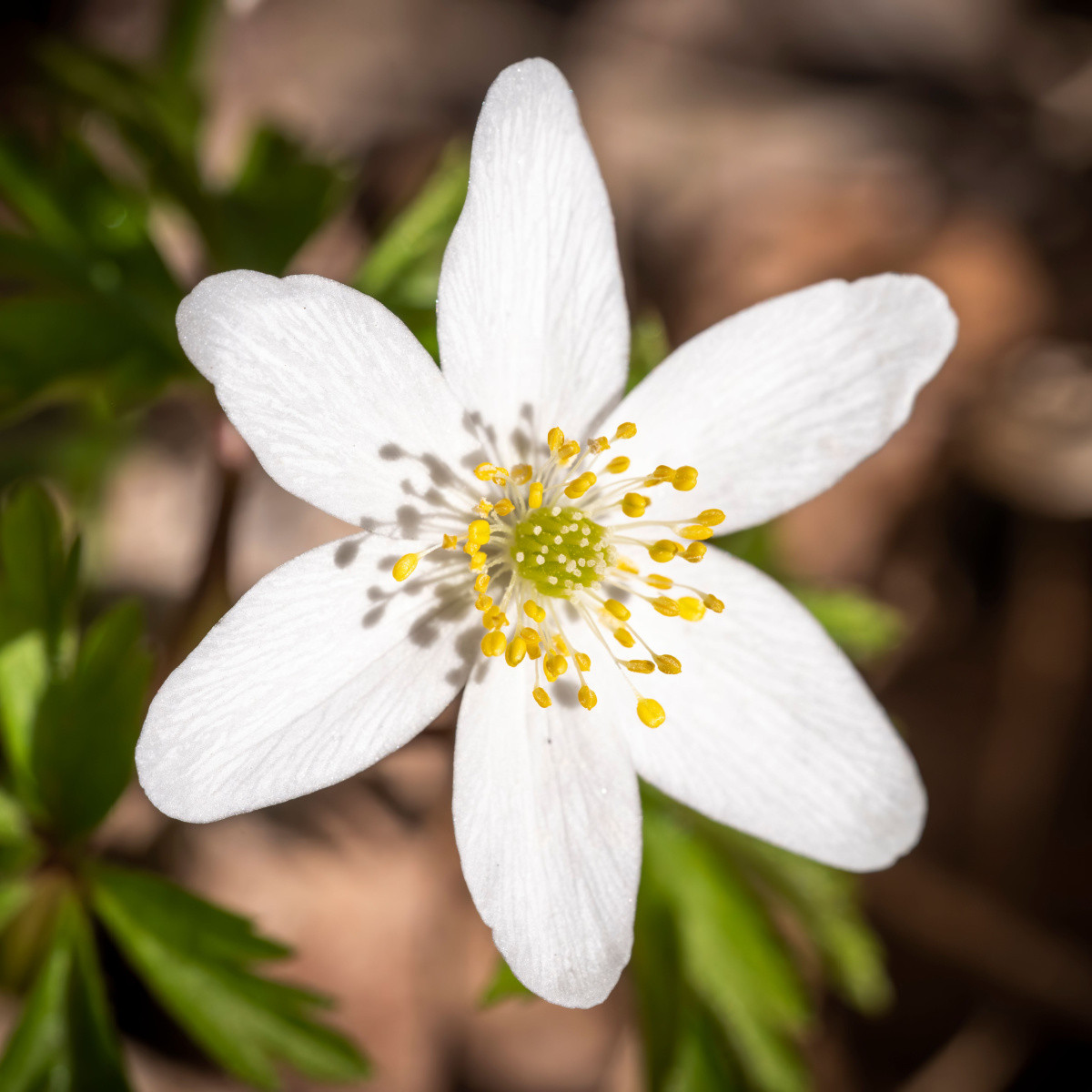Sasanka hajní - Anemone nemorosa - hlízy sasanky - 2 ks