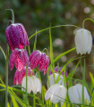 Kockasti tulipan - Fritillaria meleagris mix - čebulice kockastega tulipana - 3 kosi