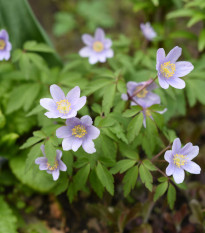 Sasanka Robinsoniana - Anemone nemorosa - hlízy sasanky - 1 ks