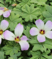 Kislica žlezolistna – Oxalis adenophylla – gomolji kislica – 3 kos