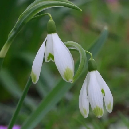 Sněženka viridi-apice - Galanthus nivalis - cibule sněženky - 3 ks