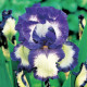 Kosatec německý Loop the Loop - Iris germanica - hlízy kosatce - 1 ks