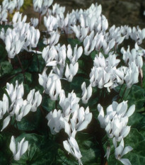 Bel ciklamen - Cyclamen repandum album - gomolji ciklame - 1 kos - zaključeno