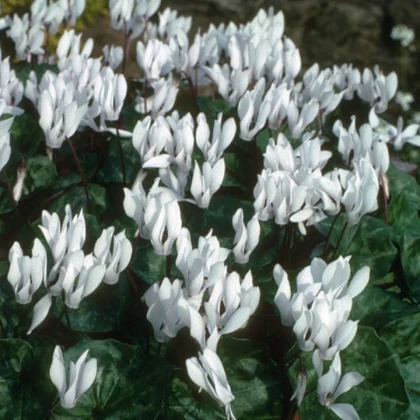 Bel ciklamen - Cyclamen repandum album - gomolji ciklame - 1 kos - zaključeno