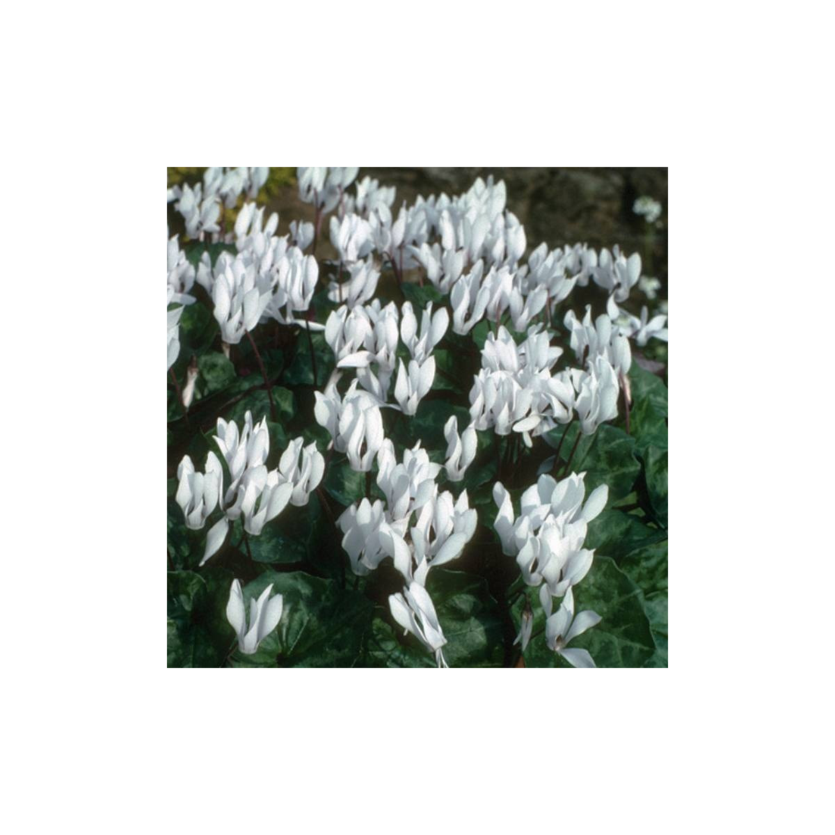 Bel ciklamen - Cyclamen repandum album - gomolji ciklame - 1 kos - zaključeno