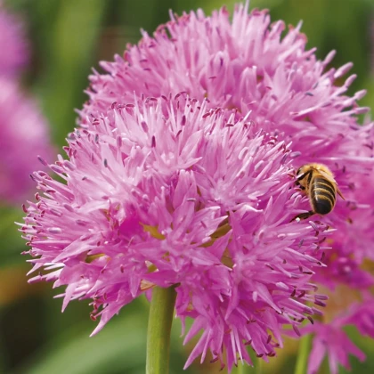 Česnek Carolinianum - Allium - cibule okrasného česneku - 3 ks