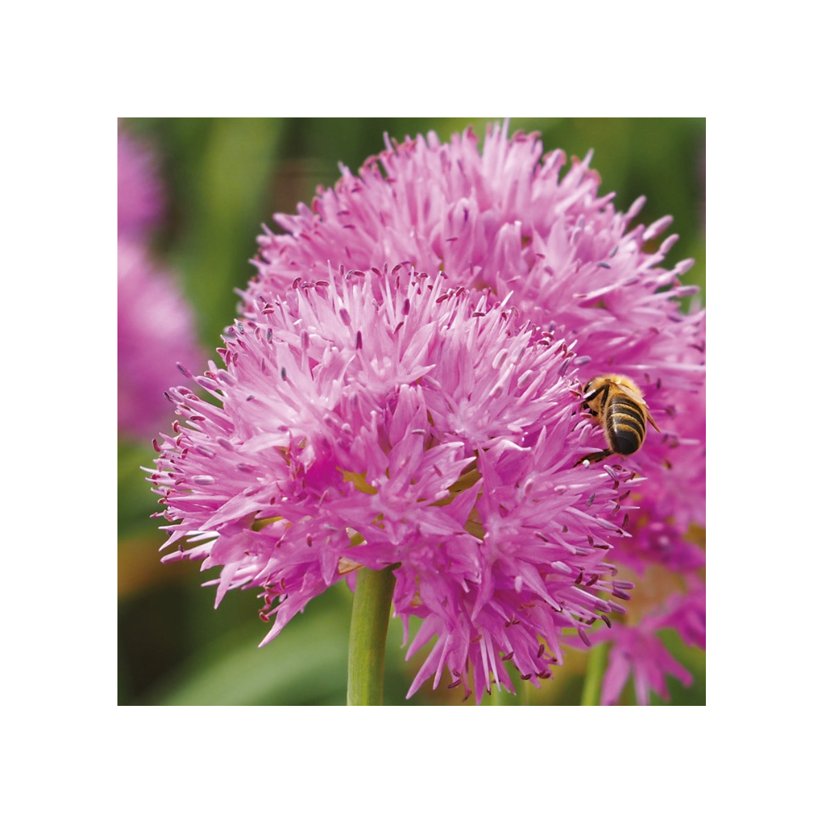 Česnek Carolinianum - Allium - cibule okrasného česneku - 3 ks