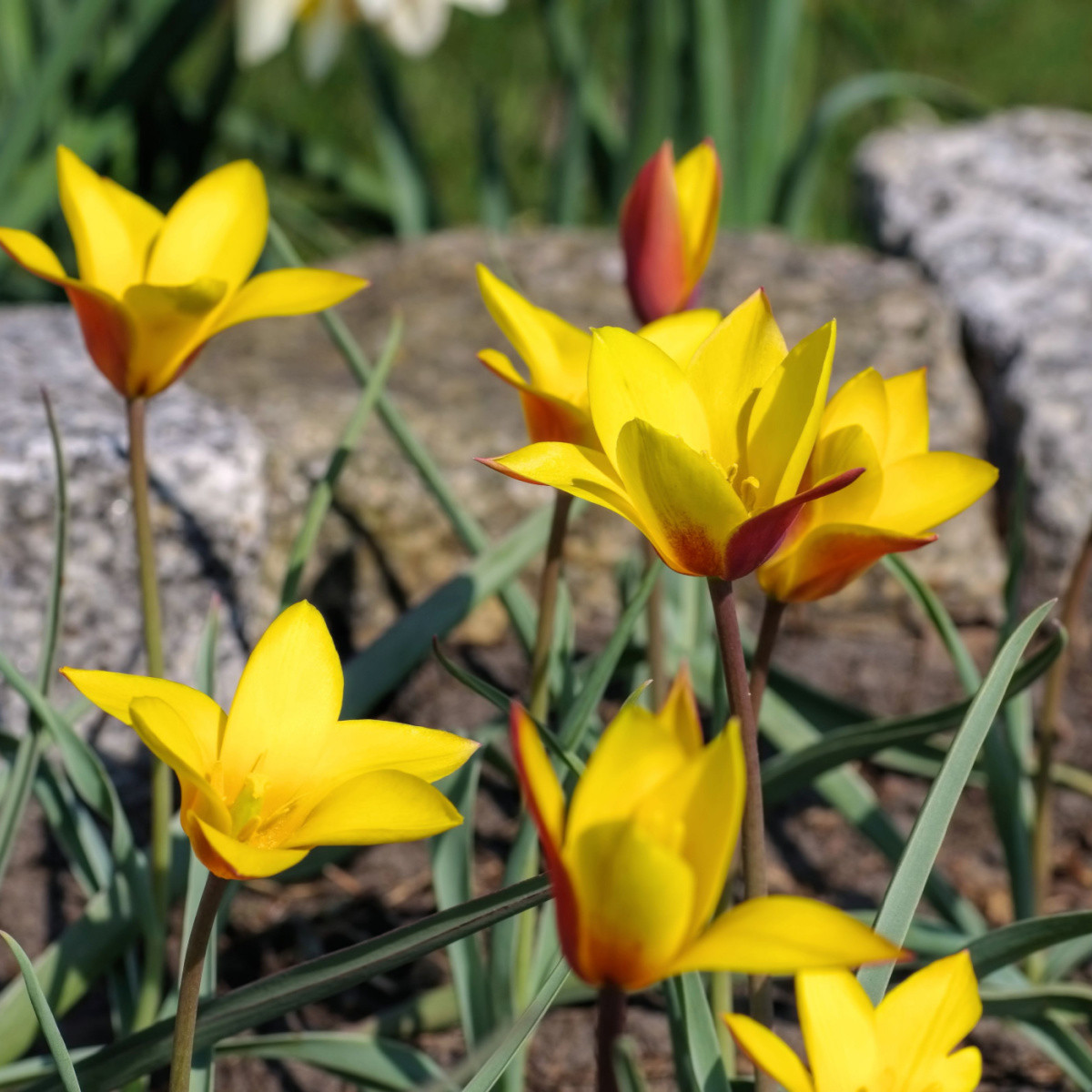 Tulipán Cynthia - Tulipa - cibule tulipánu - 3 ks