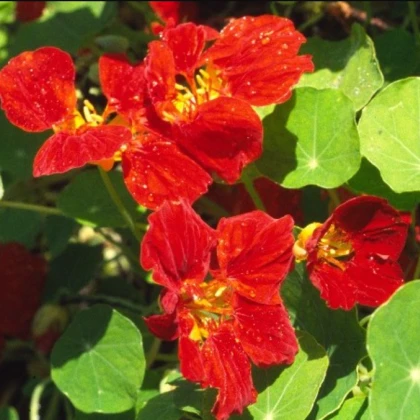 Lichořeřišnice menší Whirlybird mahogany - Kapucínka - Tropaeolum minus - semena lichořeřišnice - 10 ks