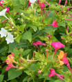 Čudežna roža (Mirabilis jalapa) – Broken colors – semena čudežne rože – 10 kosov